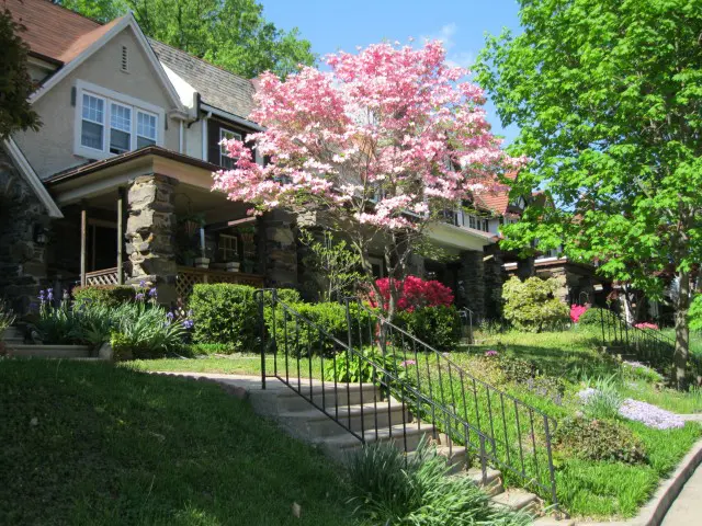 A tree with pink flowers in front of a house.